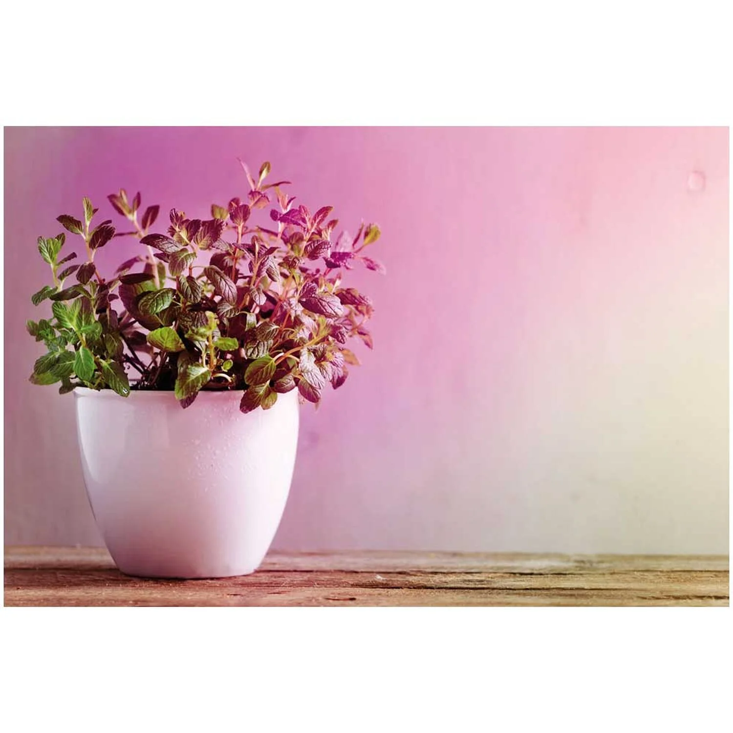 Paulmann LED-Reflektor-Pflanzenlampe Plant GU10 Silber 1'100 K / 3,5 W 3 Paulmann LED-Reflektor-Pflanzenlampe Plant GU10 Silber 1'100 K / 3,5 W – Bild 3